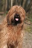 BRIARD 217